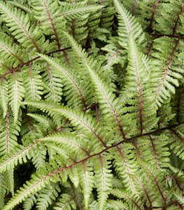 Japanese painted fern