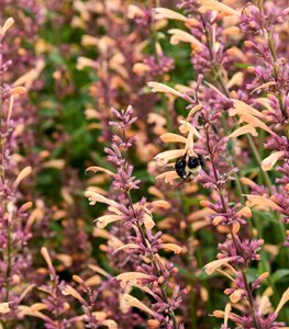 Meant to Bee® 'Queen Nectarine' Agastache