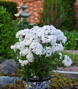 'Opening Act White' phlox