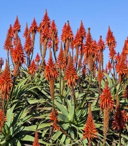 Torch Aloe