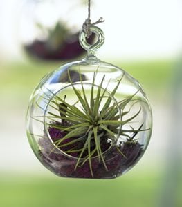 AIR PLANT