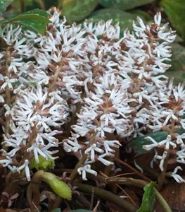 Pachysandra