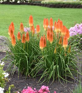 Pyromania® 'Backdraft' kniphofia