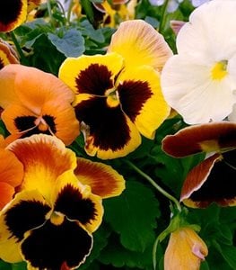 Pansy flowers