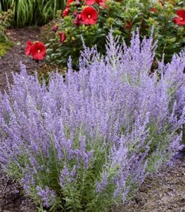 'Denim 'n Lace' Russian sage