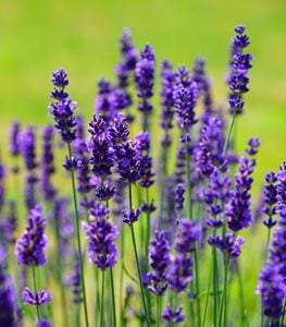 Lavender Plant Care - Ultimate Planting & Growing Guide