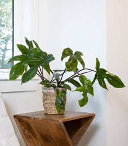 FLORIDA GREEN PHILODENDRON