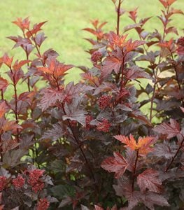 Ginger Wine® ninebark