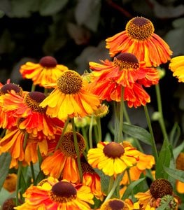 SNEEZEWEED