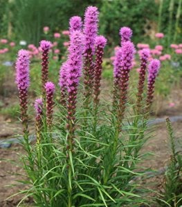 'Kobold' liatris