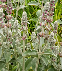 Lamb's ear plant