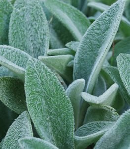 Lamb's ear plant