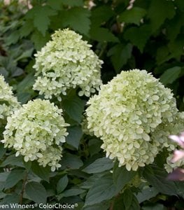 LITTLE LIME HYDRANGEA