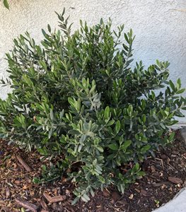 LITTLE OLLIE DWARF OLIVE TREE