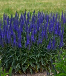 'Wizard of Ahhs' veronica