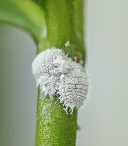 Mealybugs