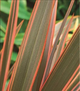 New Zealand Flax