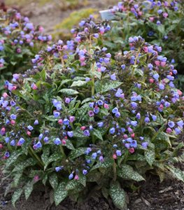 Lungwort