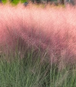 Pink Muhly grass