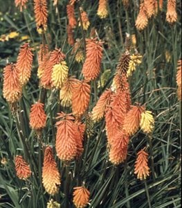 Red hot poker Tritoma Flamenco