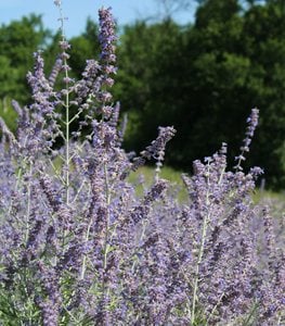 Russian sage