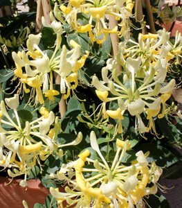 HONEYSUCKLE VINE