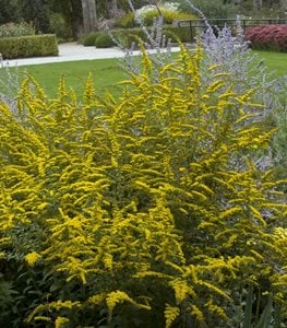 GOLDENROD
