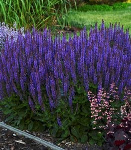 Violet Riot salvia