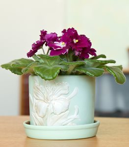 AFRICAN VIOLET