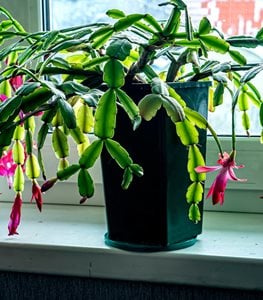 CHRISTMAS CACTUS