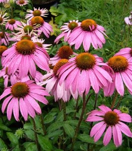 Purple coneflower