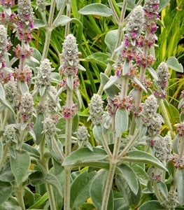 Lamb's ear plant