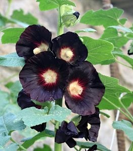 'Nigra' hollyhock