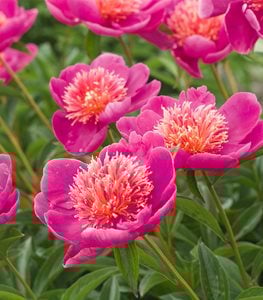 Peony flower