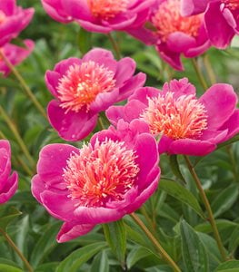 Peony flower