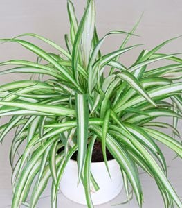 SPIDER PLANT