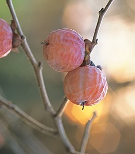 Diospyros virginiana - Photo by: Susan A. Roth.