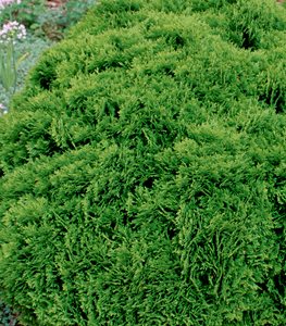 'Danica' Arborvitae