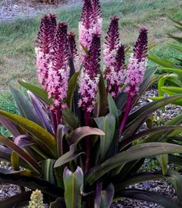 PINEAPPLE LILY 'Safari Adventure'