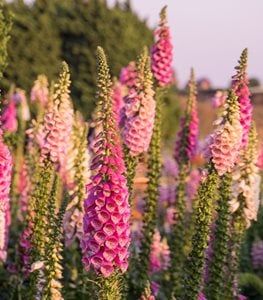 Foxglove flowers
