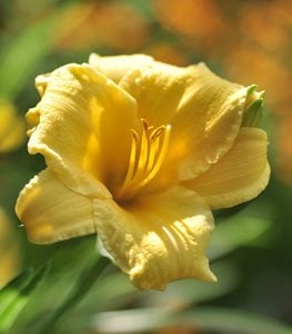 daylily
