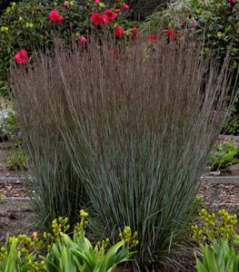 PRAIRIE WINDS® 'BLUE PARADISE' LITTLE BLUESTEM