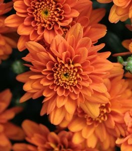 ORANGE ZEST CHRYSANTHEMUM