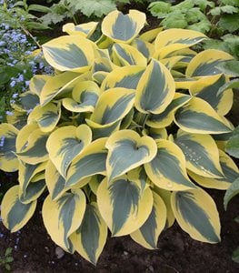 Shadowland® 'Autumn Frost' hosta