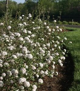 Spice Baby™ Koreanspice Viburnum