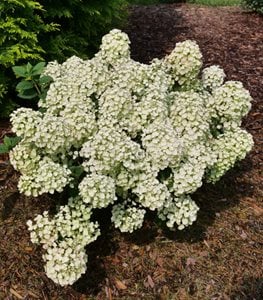 TINY QUICK FIRE HYDRANGEA