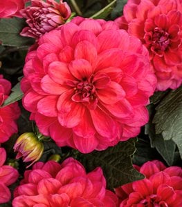 Virtuoso® Rad Raz™ DAHLIA