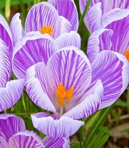 CROCUS