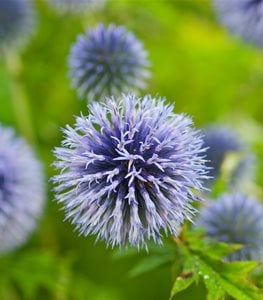 globe thistle