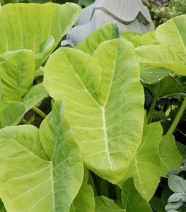 Elephant Ear plant